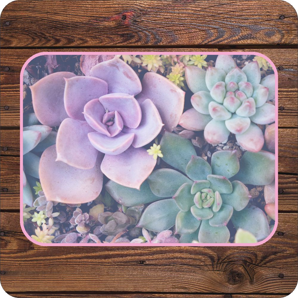 Succulent Table Set